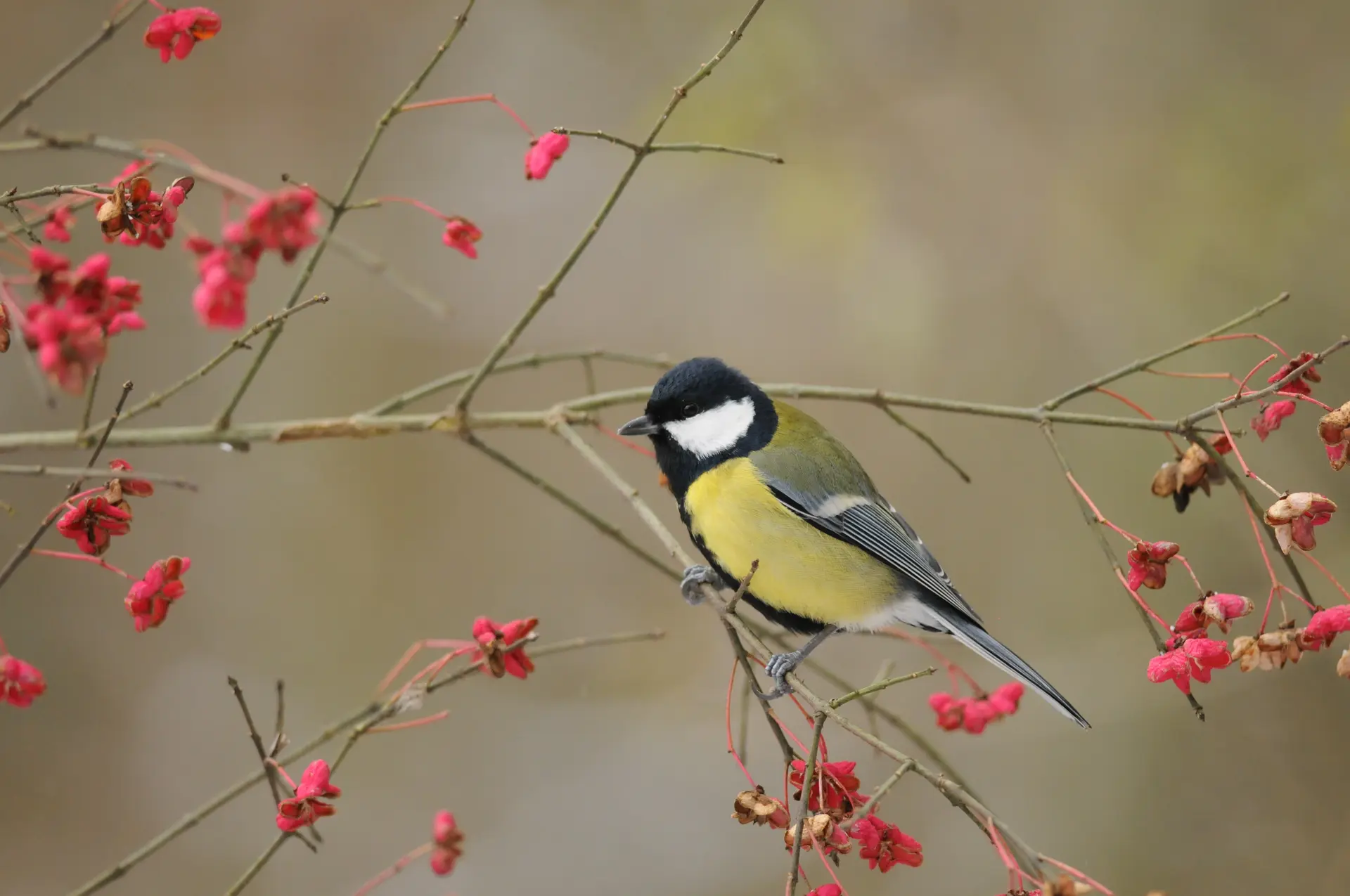 Mésange charbonnière (1)