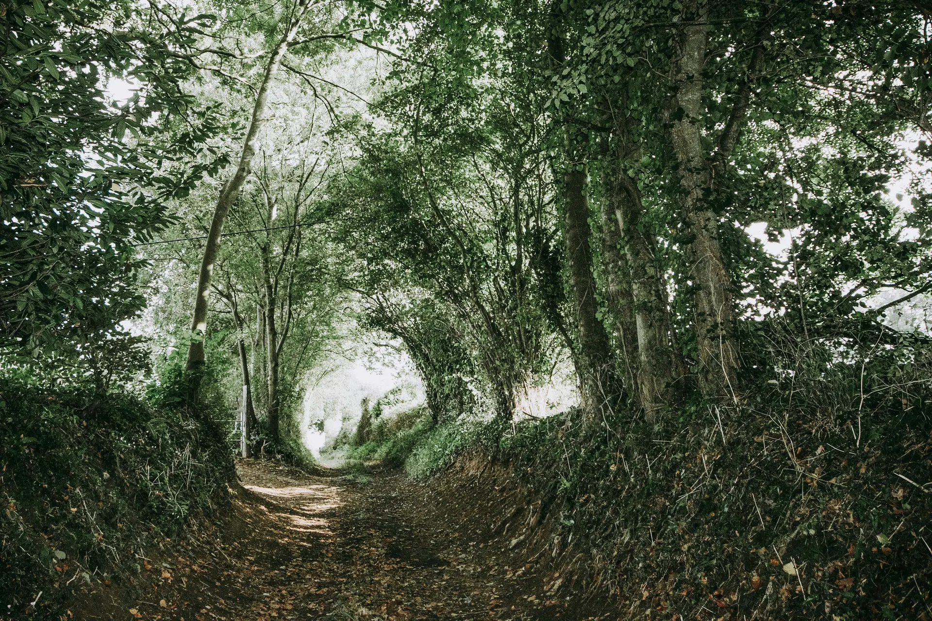 Rando Forêt