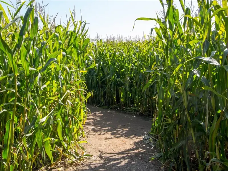 labyrinthe_de_maïs_ferme_pédagogique_Mauron_DestinationBroceliande