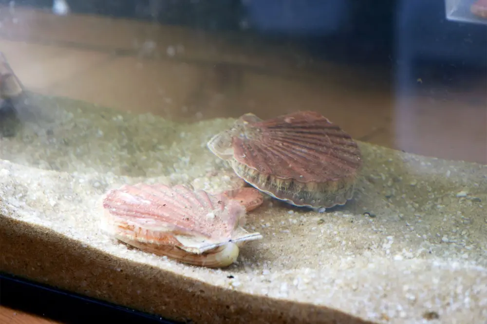 Fête de la Coquille Saint-Jacques