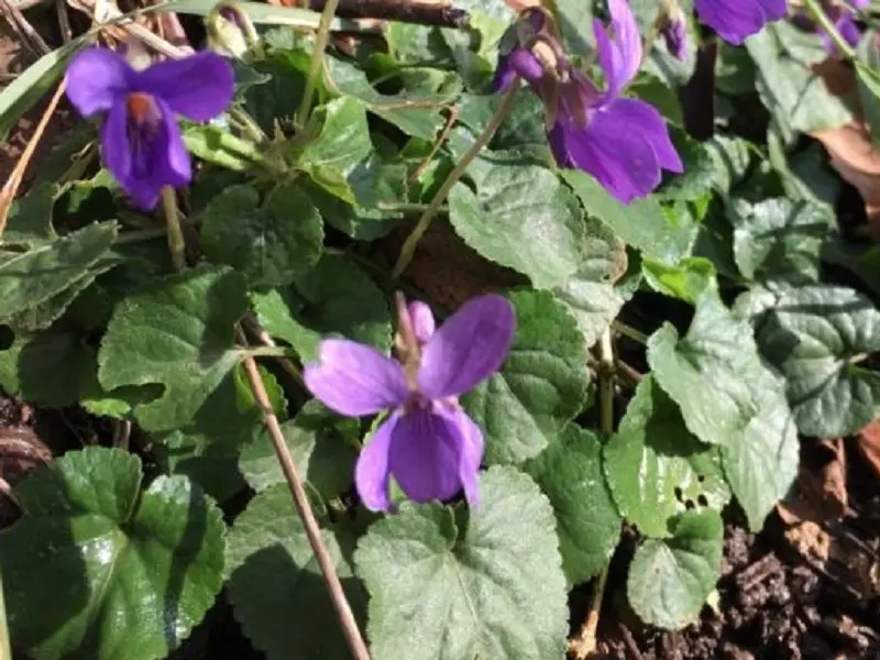 Balade - nature - plantes - Guillac - Brocéliande - Morbihan