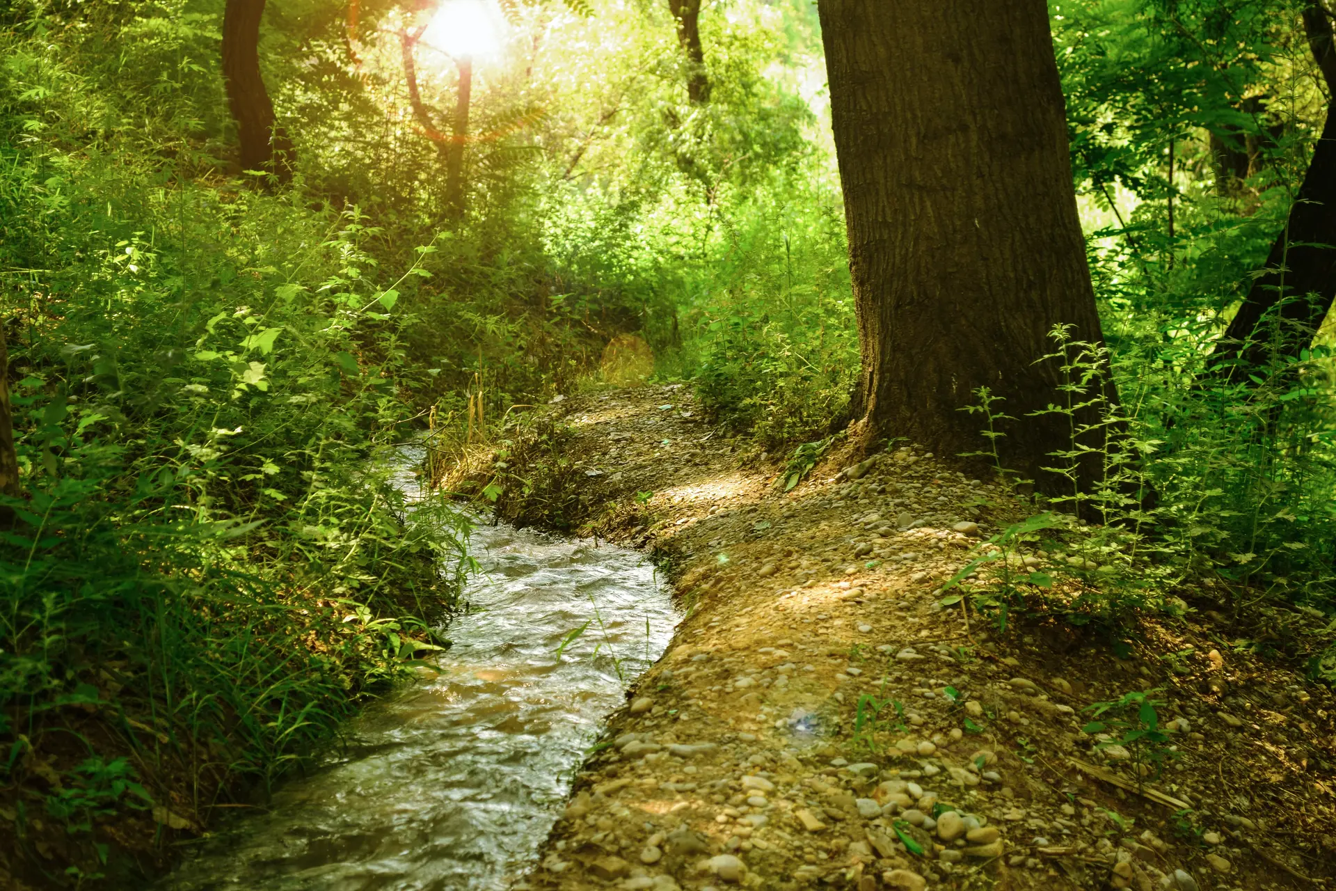 Bain de forêt