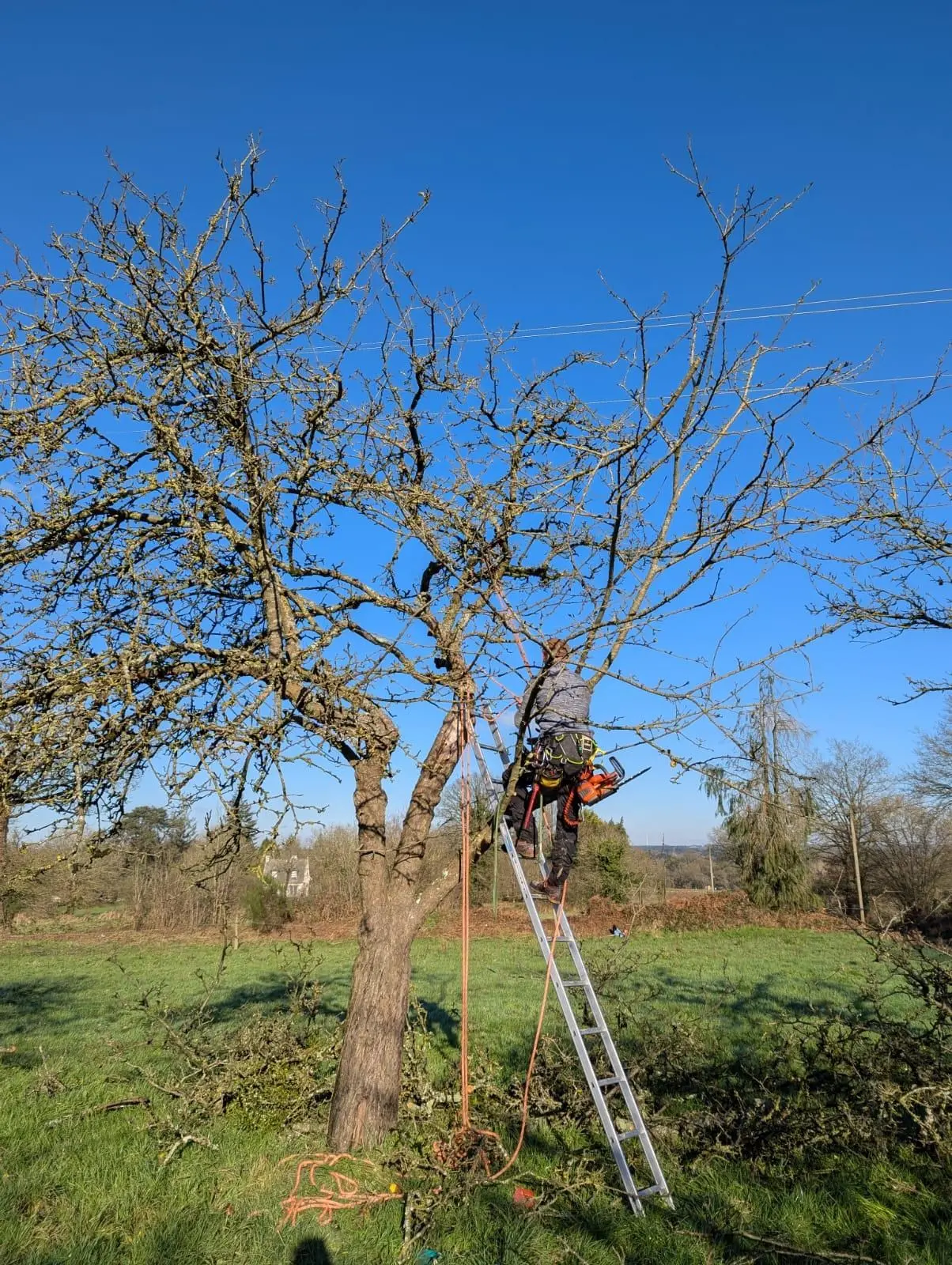 Initiation à la taille de pommiers avec un arboriste professionnel