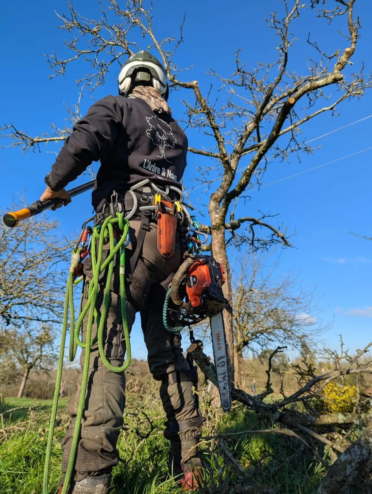 Initiation à la taille de pommiers avec un arboriste professionnel