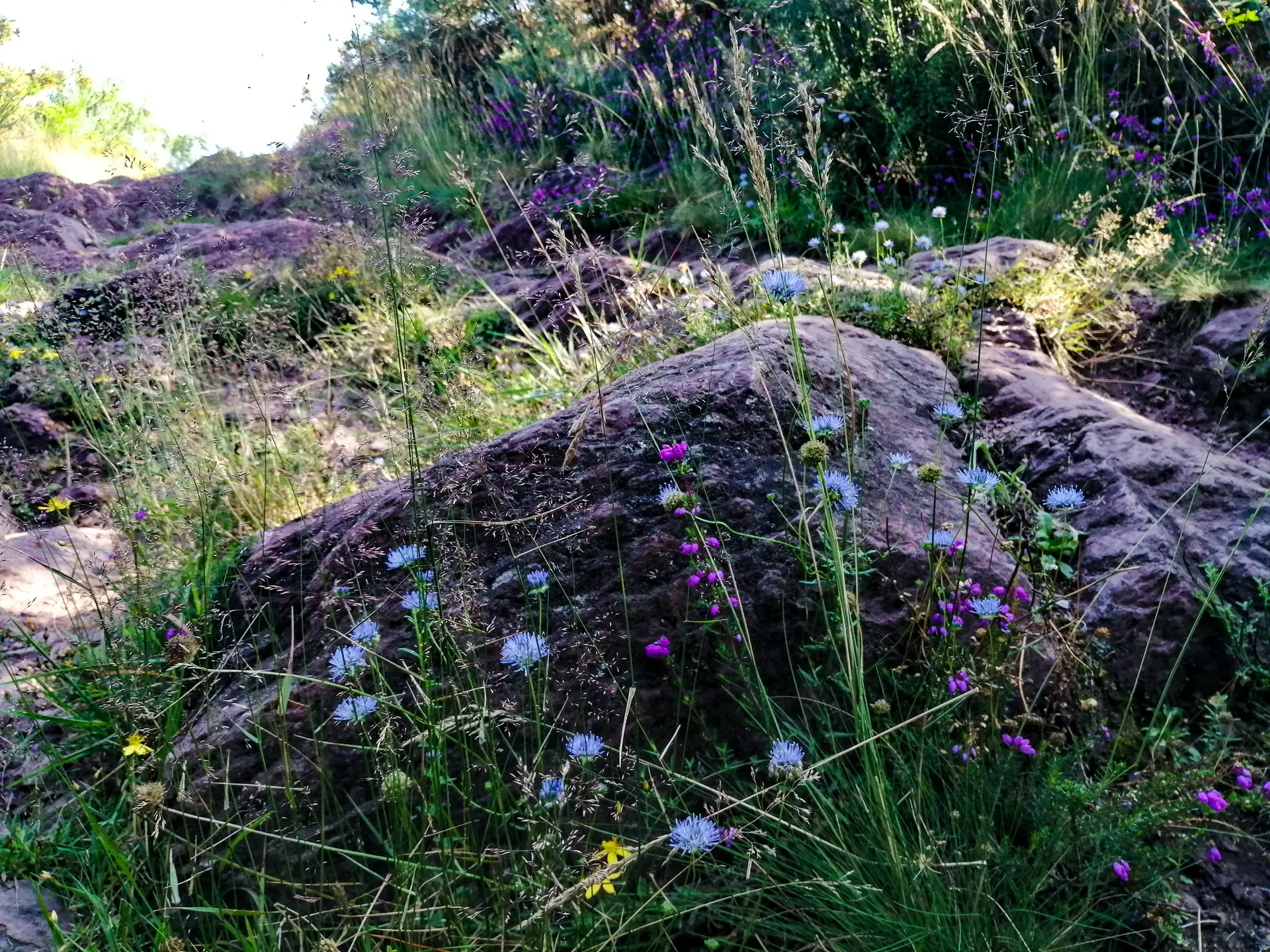 Vallon de la chambre au Loup Iffendic