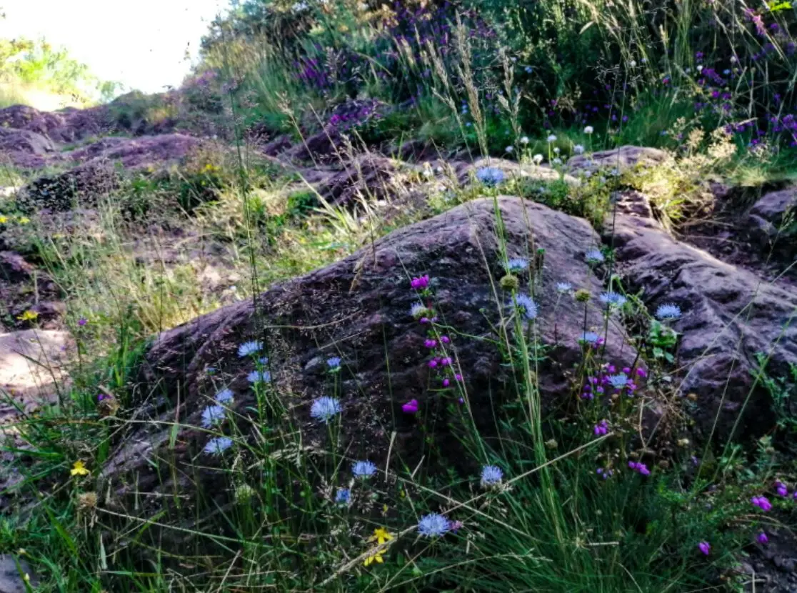 Vallon de la chambre au loup Iffendic2
