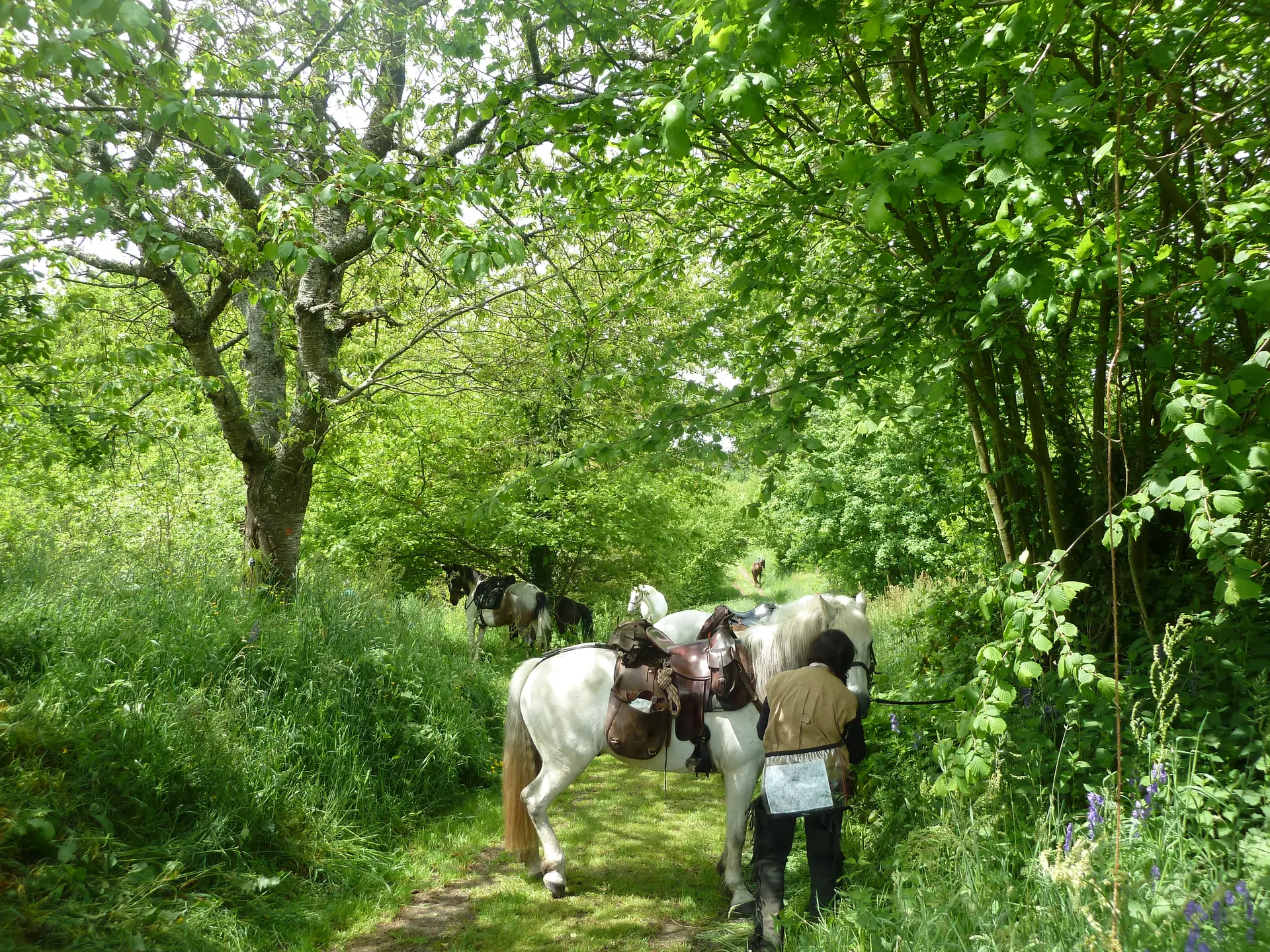randonnée à cheval
