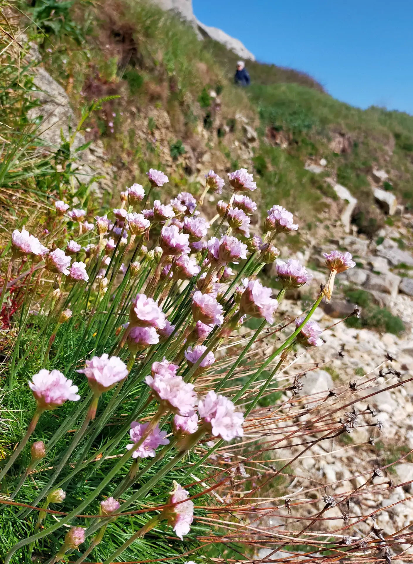 armeria maritima