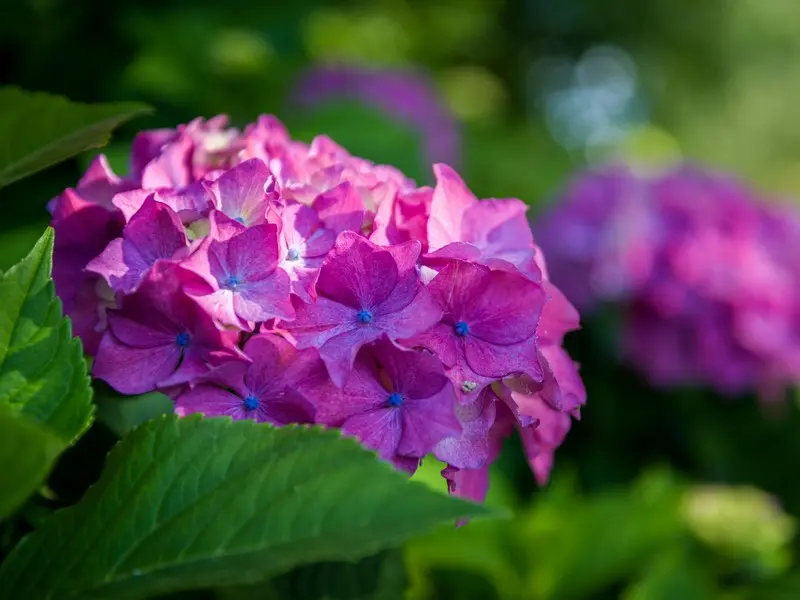 Hortensia boule