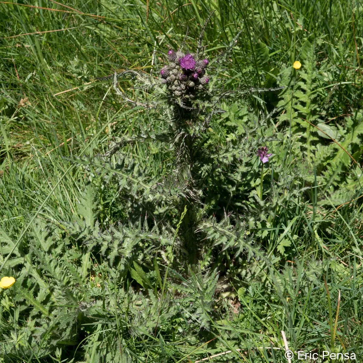 Le Cirse des marais Cirsium palustre