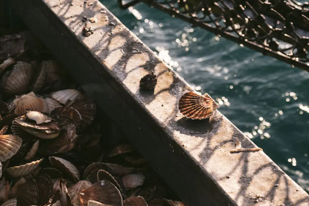 Fête de la Coquille Saint-Jacques