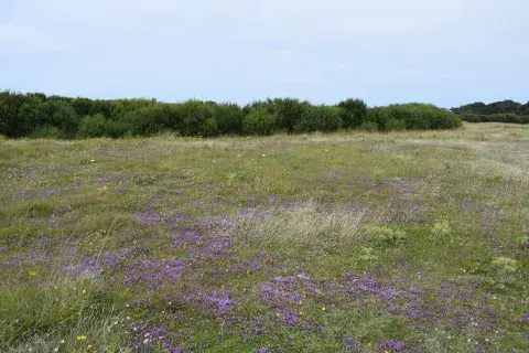 dunes_arriere_dune_vougo_thym_serpolet_mc.jpg