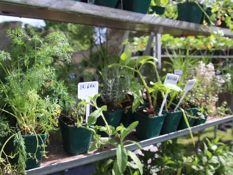 fete du vegetal - Ploërmel - Morbihan