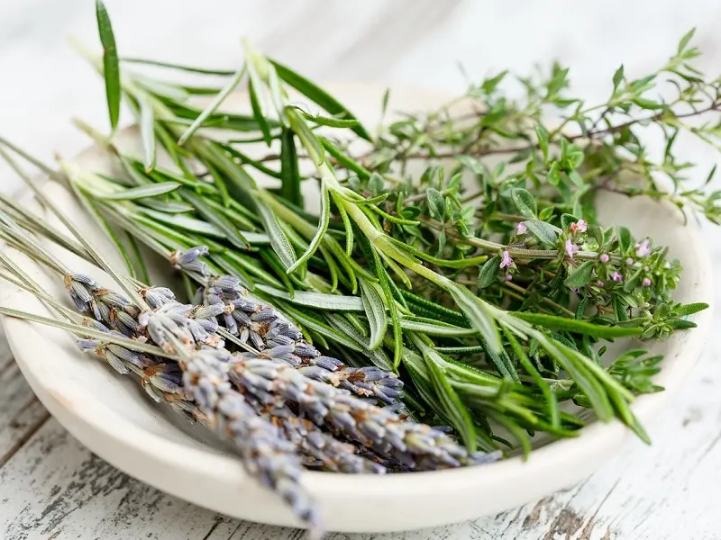 balade_plantes-comestibles_FestivalBiodiversite_DestinationBroceliande