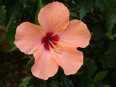 hibiscus-pixabay-libre-de-droit