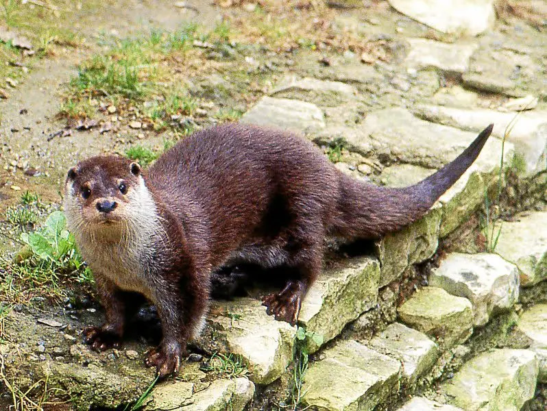 loutre-cpie