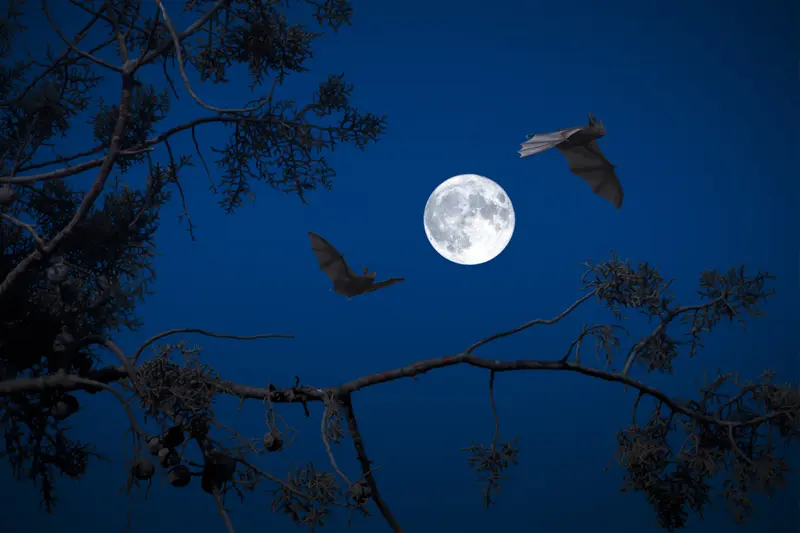 chauve-souris que fais-tu ?