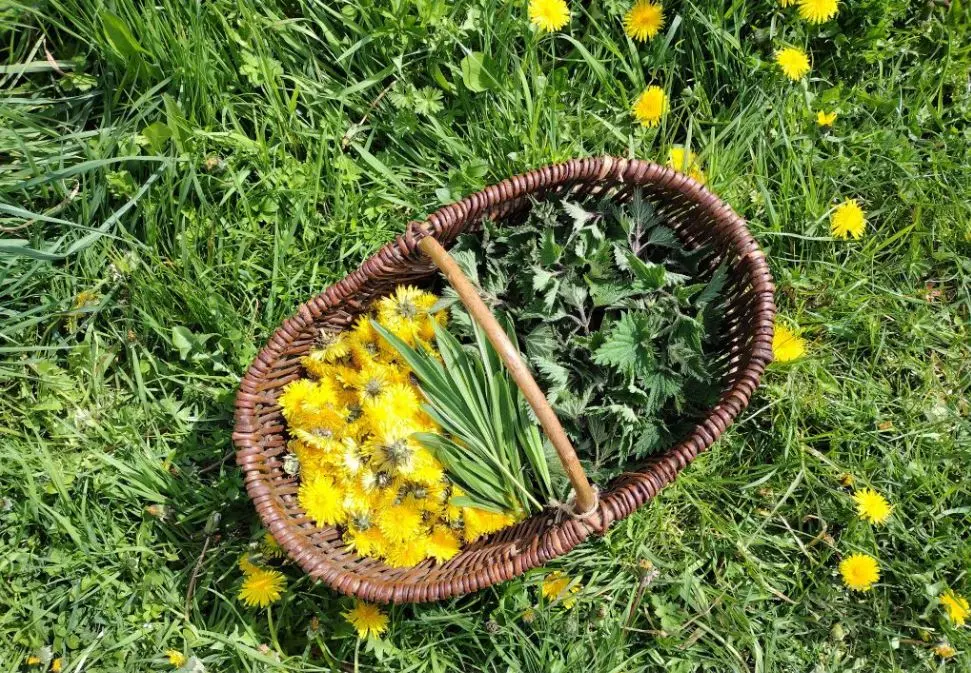 plantes sauvages