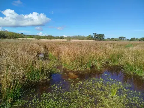 prairie-innondee_tlr.jpg