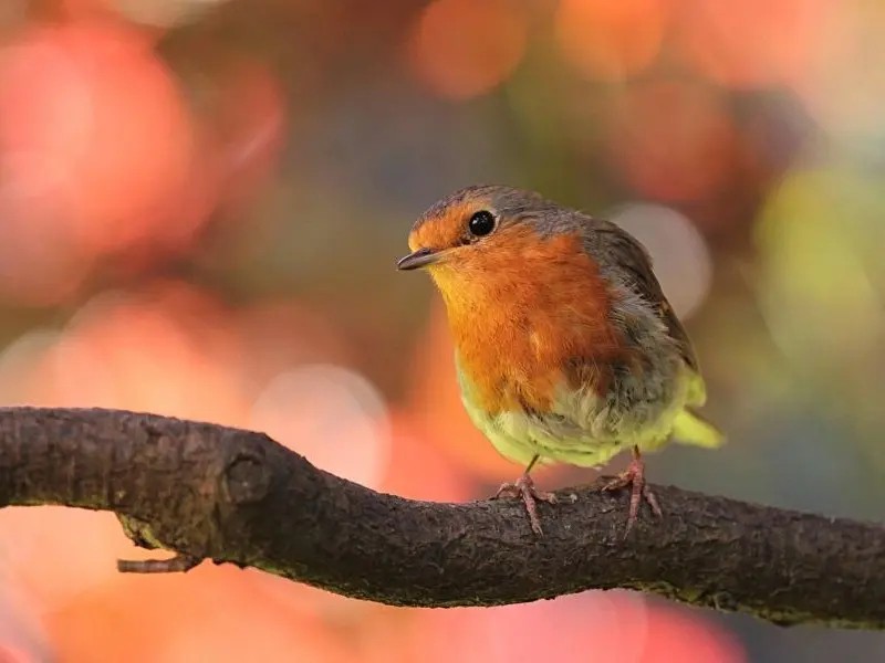 Balade - nature  - oiseaux - jardin - Josselin - Destination - Brocéliande