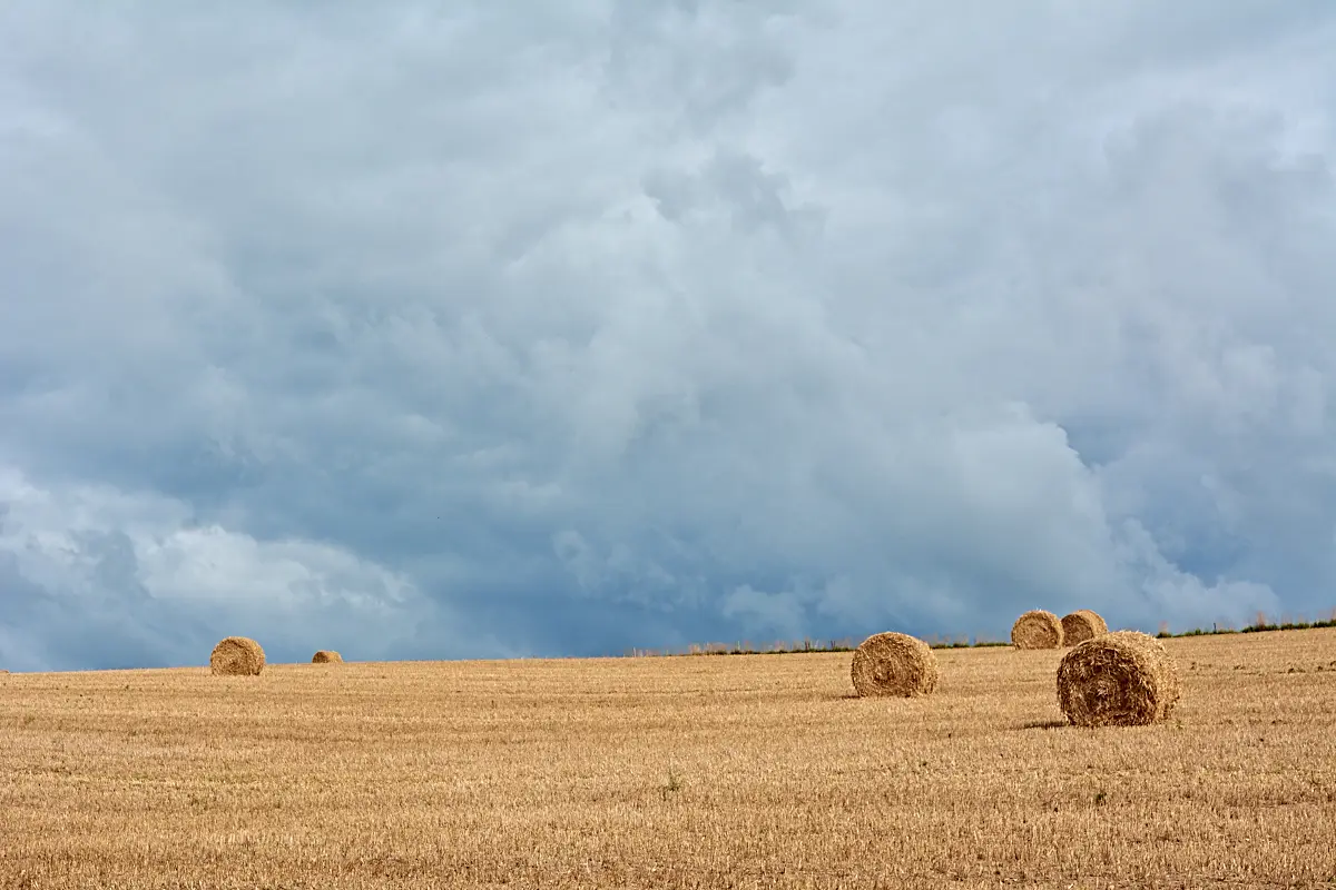rouleau paille - BD - @M-A Gouret-Puillandre