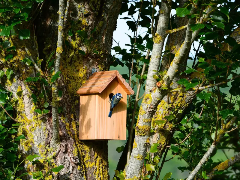 Construction nichoir à Terres d'Oiseaux - Braud & Saint Louis 800x600