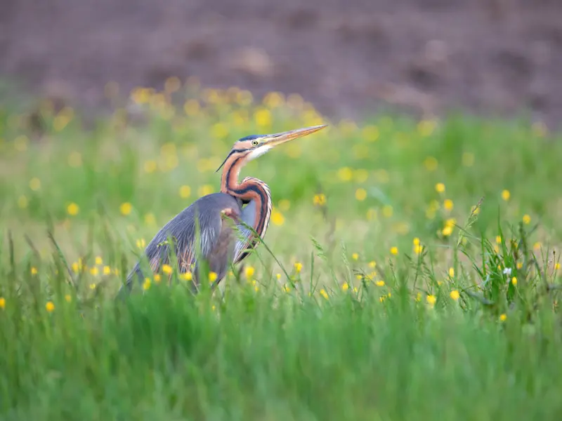 Visite guidée de Terres d’Oiseaux avec Jean Pierre BAUDET - 800x600