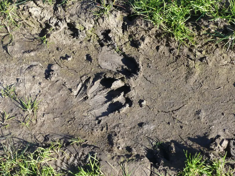 Sur les traces des animaux - Activité Terres d'Oiseaux - 800x600