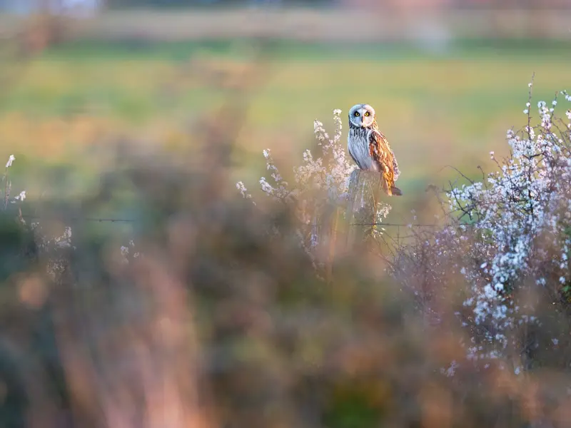 Conférence Valentin Marchegay semaine de la biodiversité - 800x600