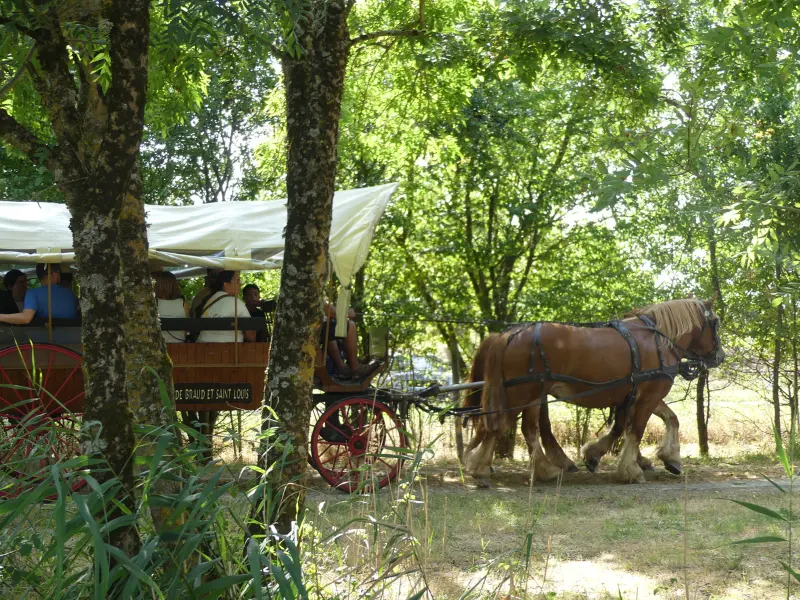 Sortie Calèche à Terres d'Oiseaux - 800x600