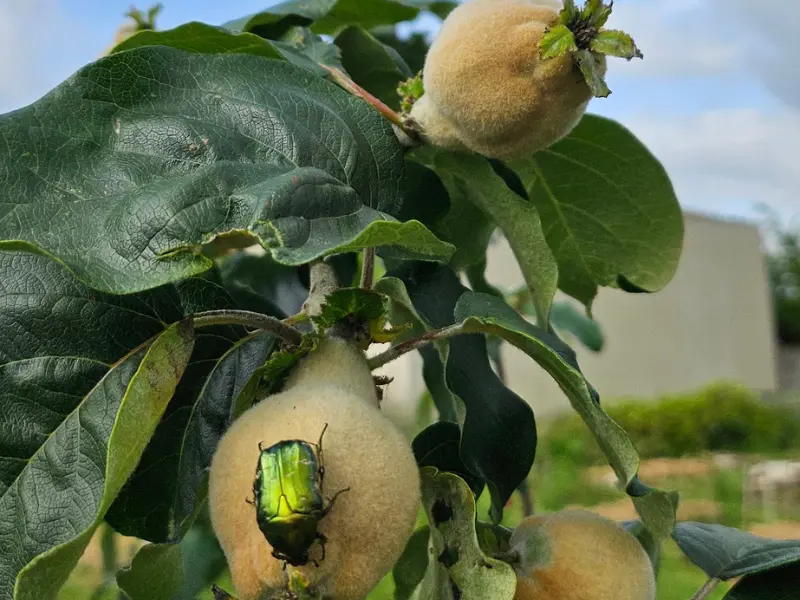 SEMAINE DE LA BIODIVERSITE / 4L CAFE / 800X600