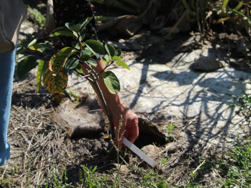 Visite du jardin forêt - 800x600 TERRES D'OISEAUX
