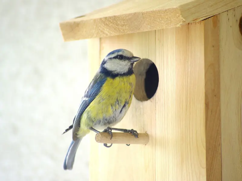 Construction nichoir à Terres d'Oiseaux - Braud & Saint Louis 800x600