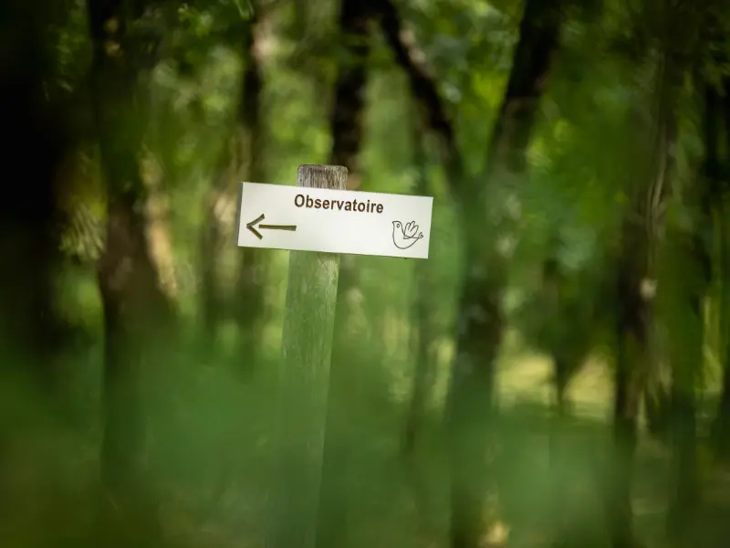 Samedi Ornitho - Terres d'Oiseaux - Braud & Saint LOUIS 800X600