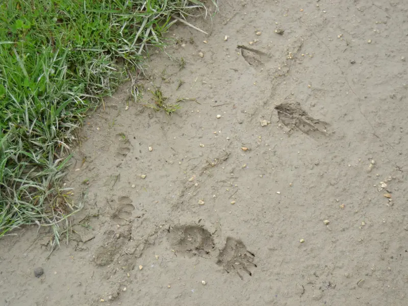 Sur les traces des animaux - Activité Terres d'Oiseaux - 800x600
