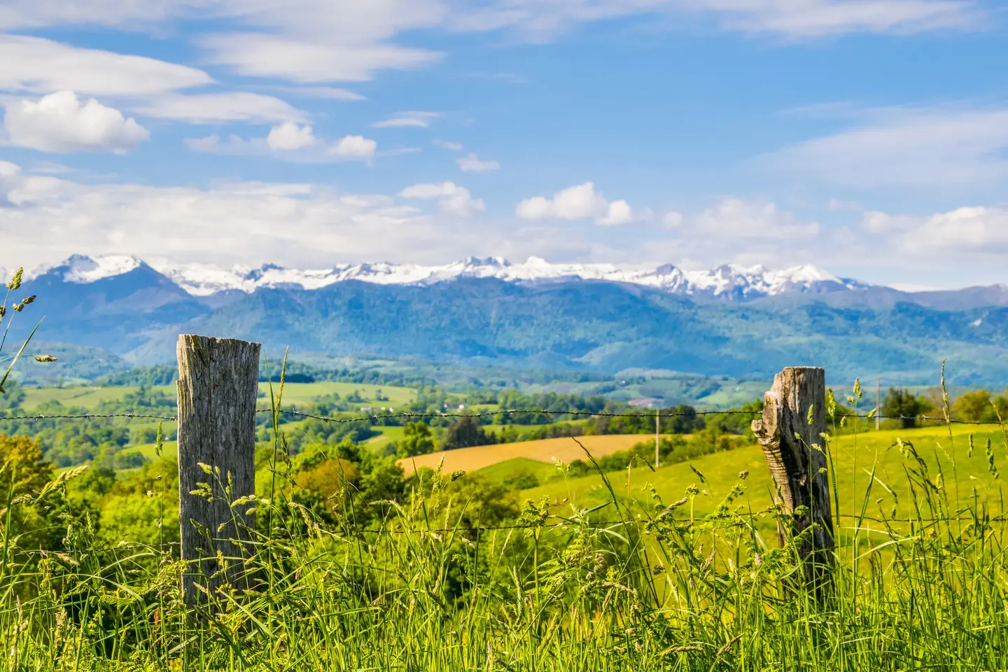 Pyrénées Bosdarros