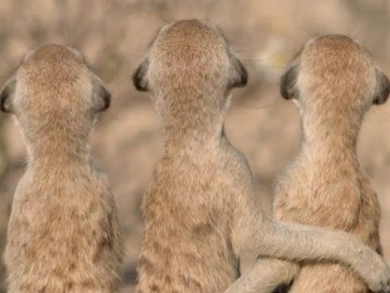 SEMAINE DE LA BIODIVERSITE - Ciné nature / 800x600