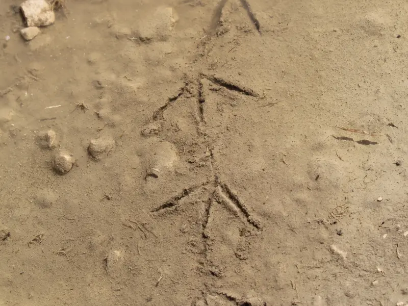 Sur les traces des animaux - Activité Terres d'Oiseaux - 800x600