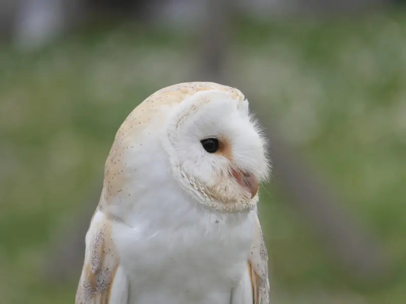 Effraie des clochers