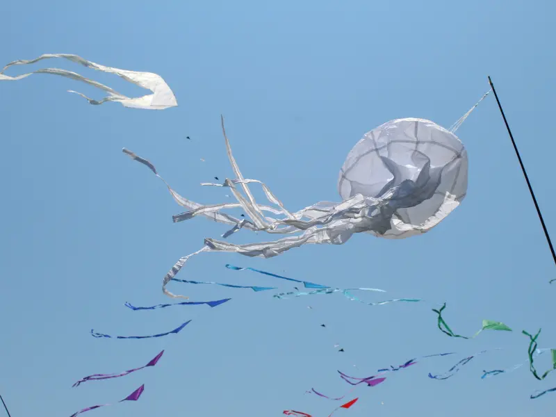 Fête du Vent - Terres d'Oiseaux