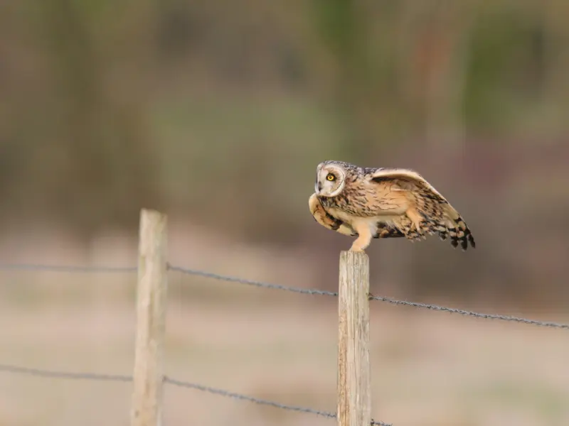 Fête de la Biodiversité - Terres d'Oiseaux - 5/04/2026