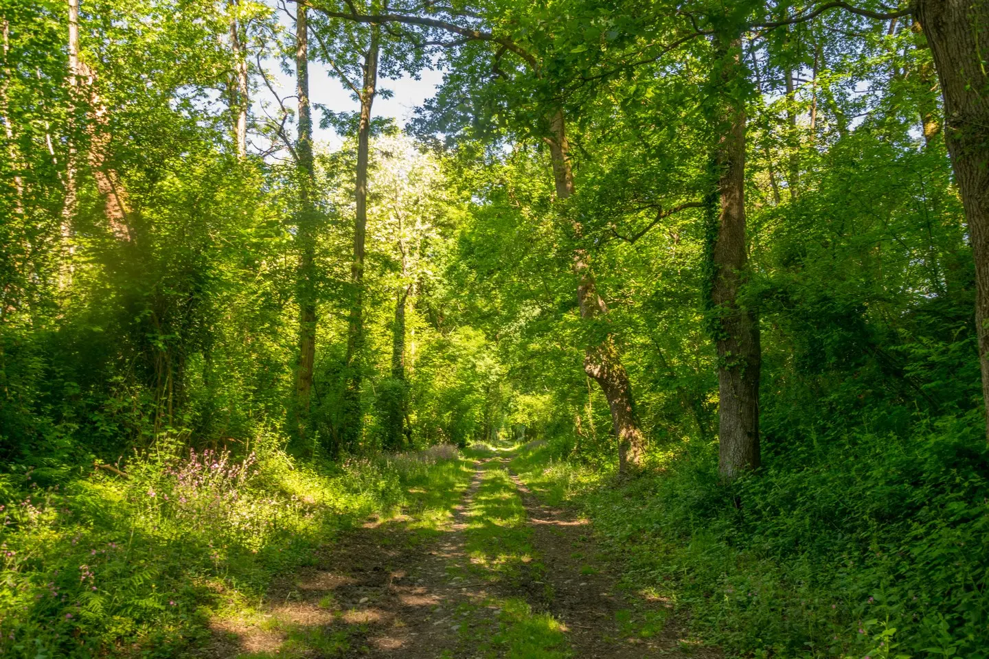 Poey de Lescar - malapet - chemin  Malapet