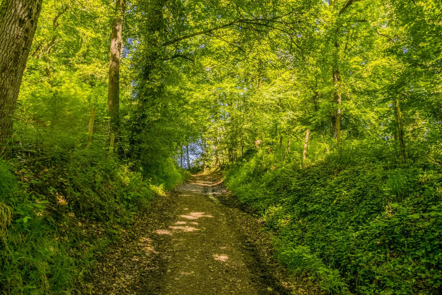 Le cap d'Arrandes - Arbus - Chemin