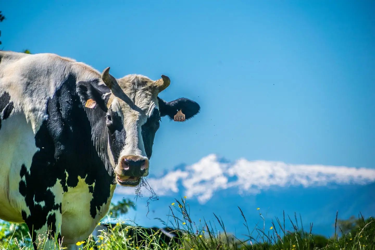 Le cap d'Arrandes - Arbus - Vache