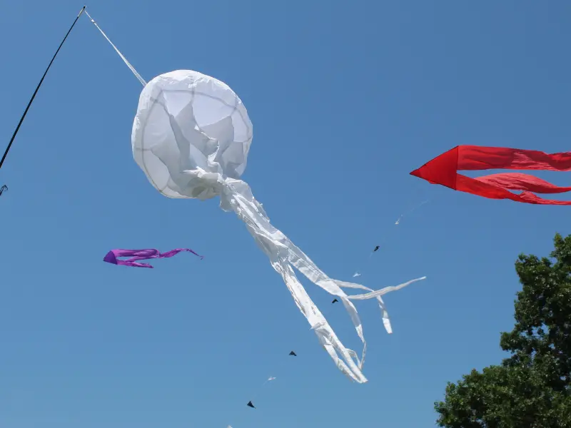 Fête du Vent - Terres d'Oiseaux