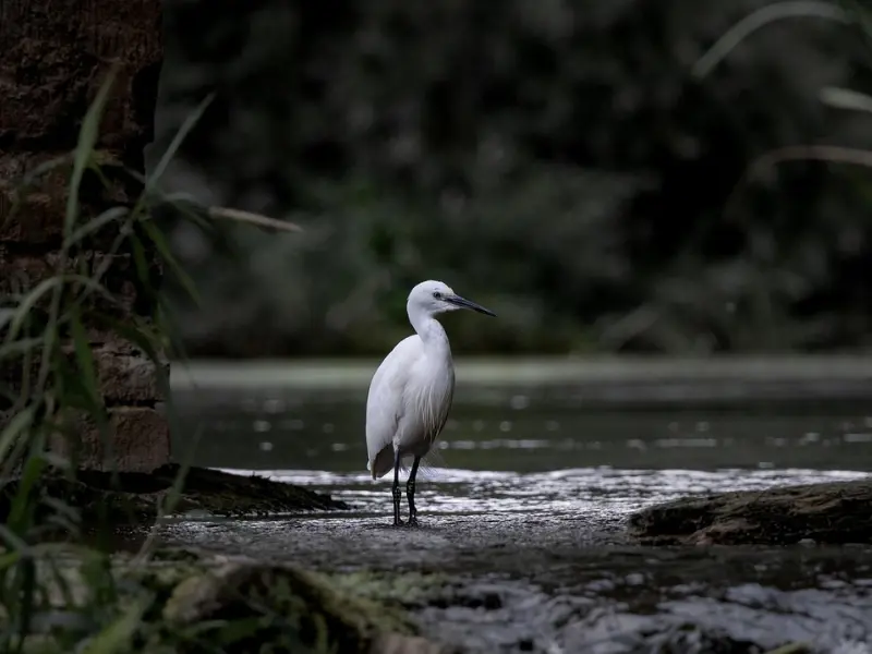 Fête de la Biodiversité - Terres d'Oiseaux - 5/04/2026