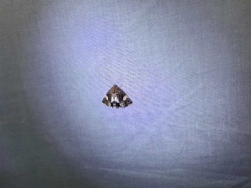 Nocturne Papillons