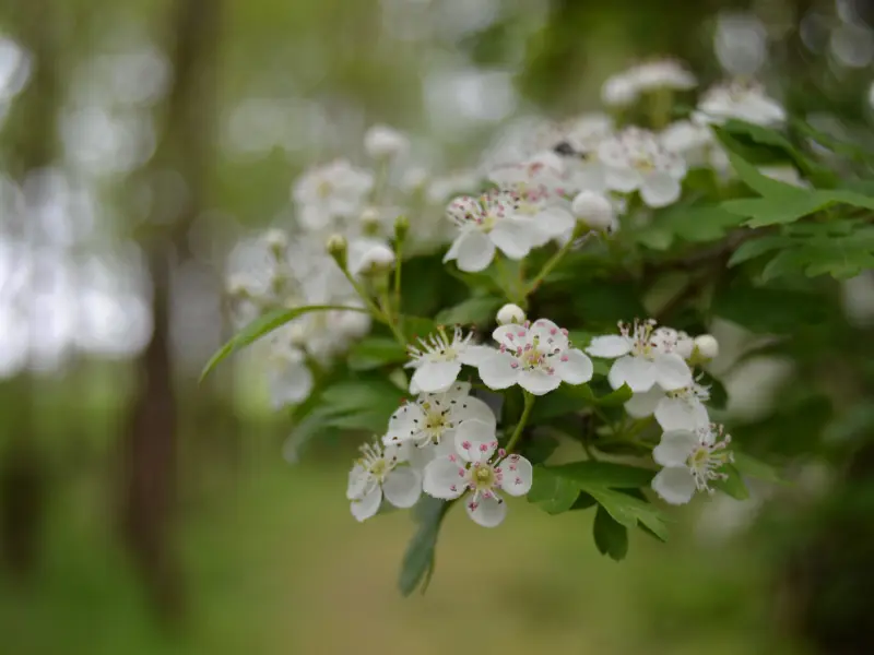 Fête de la Biodiversité - Terres d'Oiseaux - 5/04/2026