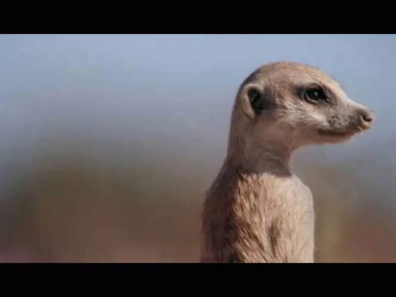 SEMAINE DE LA BIODIVERSITE - Ciné nature / 800x600