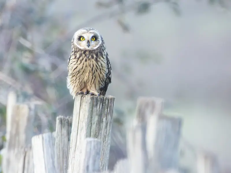 Conférence Valentin Marchegay semaine de la biodiversité - 800x600